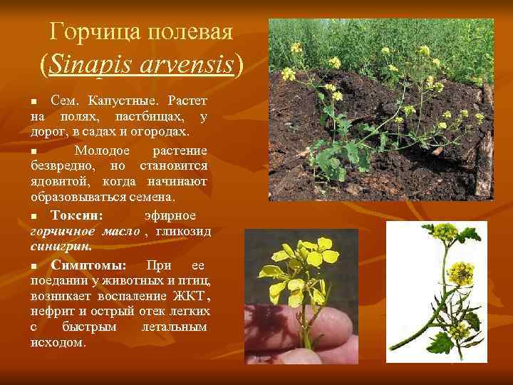   Горчица полевая (Sinapis arvensis)   n Сем.  Капустные.  Растет