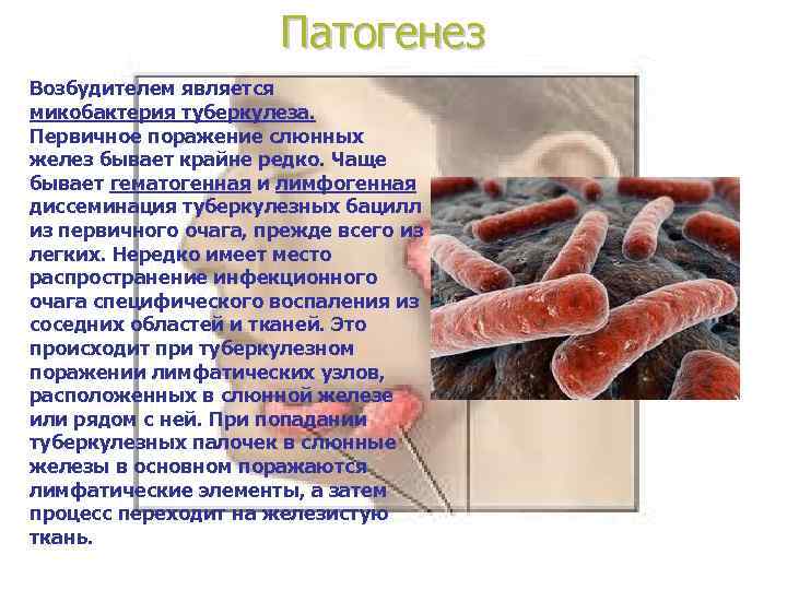     Патогенез Возбудителем является микобактерия туберкулеза.  Первичное поражение слюнных желез