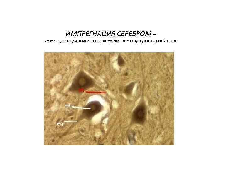    ИМПРЕГНАЦИЯ СЕРЕБРОМ – используется для выявления аргирофильных структур в нервной ткани