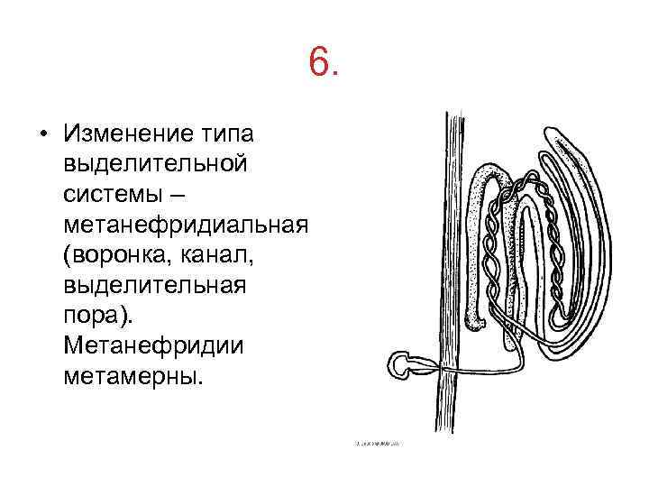    6.  • Изменение типа  выделительной  системы – 
