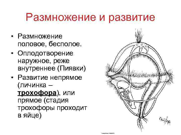   Размножение и развитие • Размножение  половое, бесполое.  • Оплодотворение 