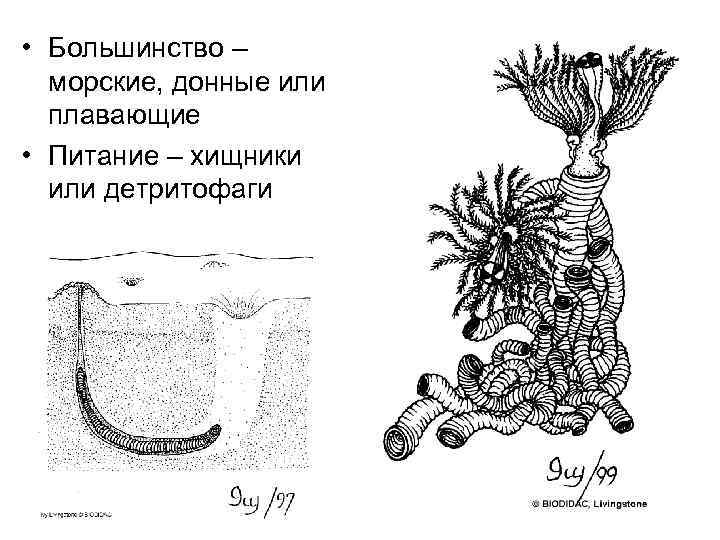  • Большинство –  морские, донные или  плавающие • Питание – хищники