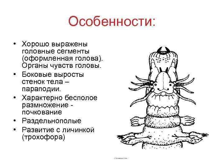    Особенности:  • Хорошо выражены  головные сегменты  (оформленная голова).