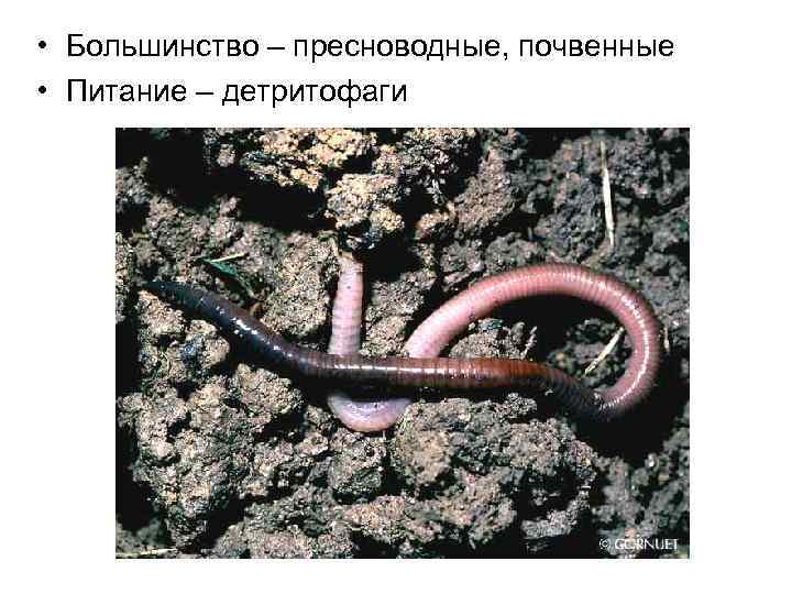  • Большинство – пресноводные, почвенные • Питание – детритофаги 
