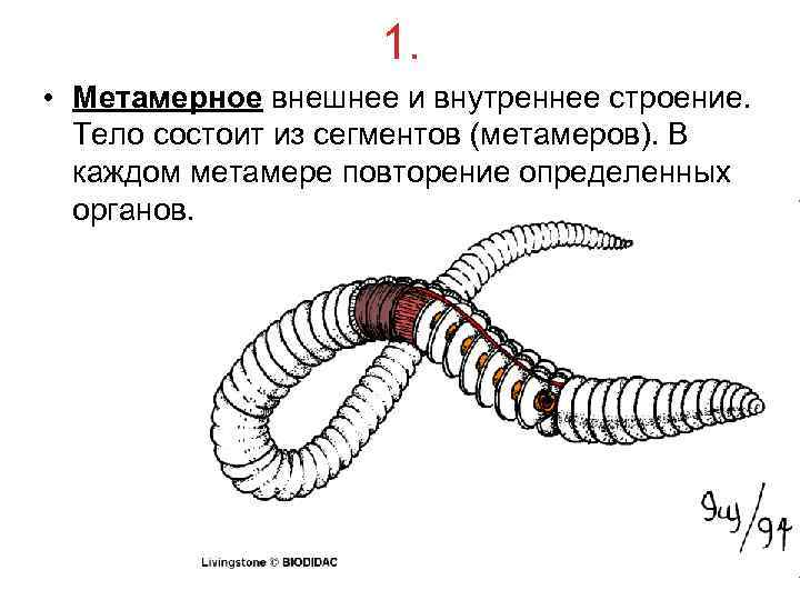     1.  • Метамерное внешнее и внутреннее строение.  Тело