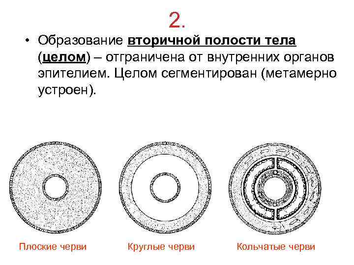     2.  • Образование вторичной полости тела  (целом) –