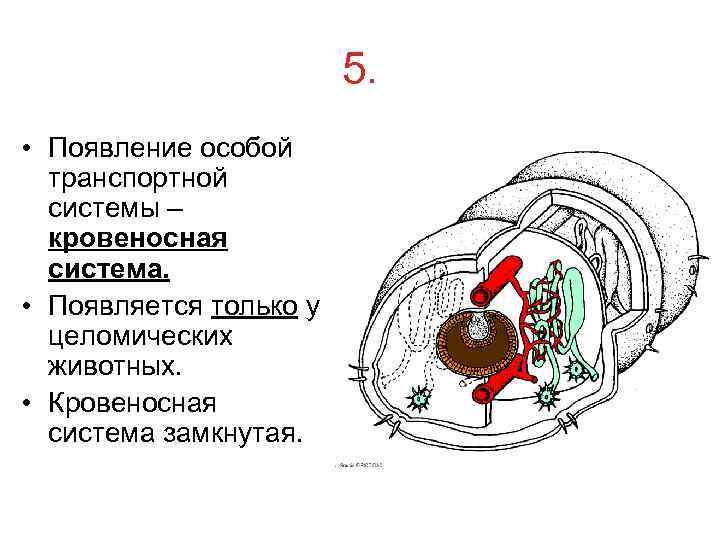     5.  • Появление особой  транспортной  системы –