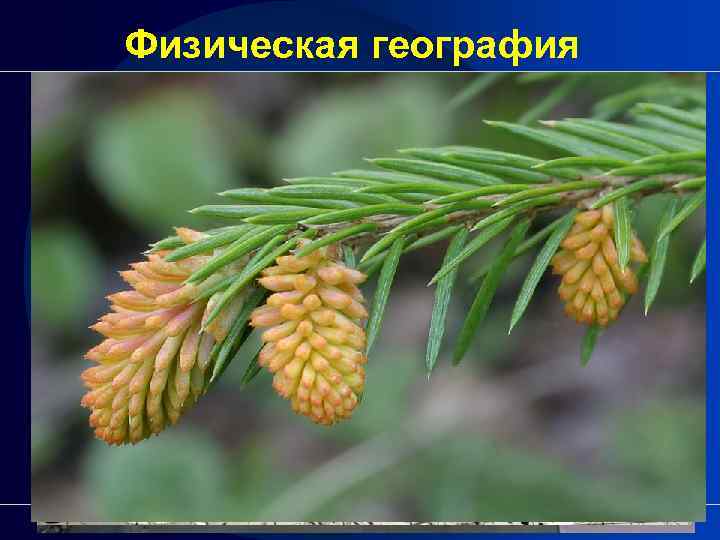 Физическая география 