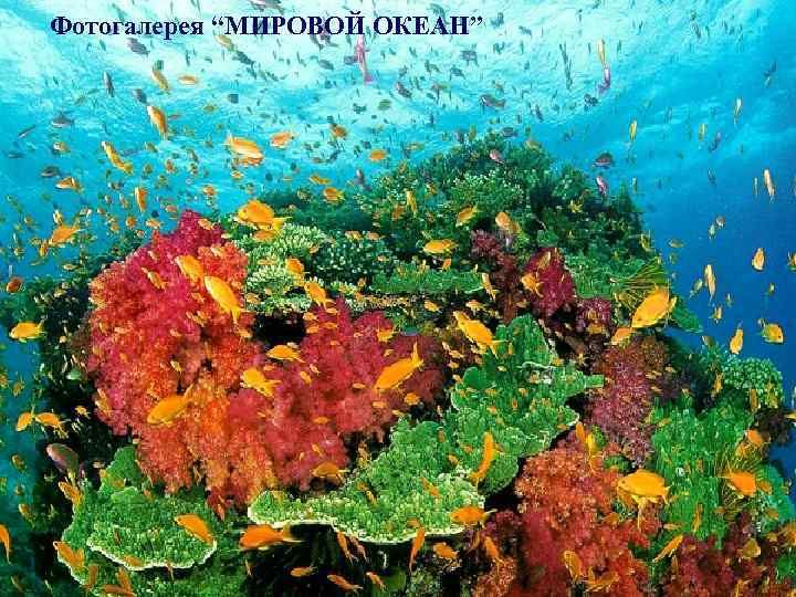 Фотогалерея “МИРОВОЙ ОКЕАН” 