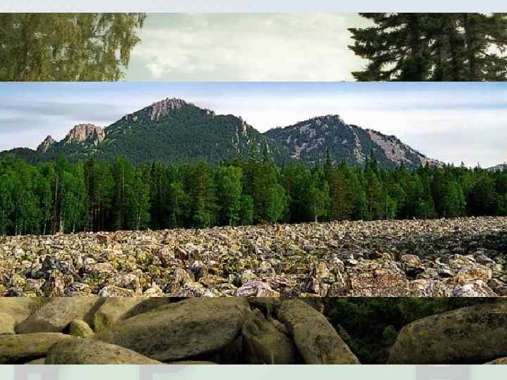  • Дефлюкция – медленное  «выдавливание» грунта растительным  покровом (гумидный климат) •