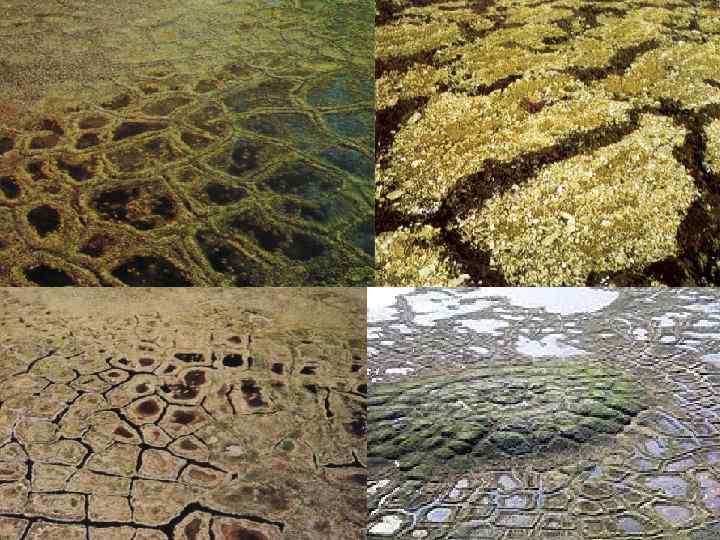  Криогенное выветривание  • Курумы • Кигилляхи • Полигональные структурные грунты  (пятна