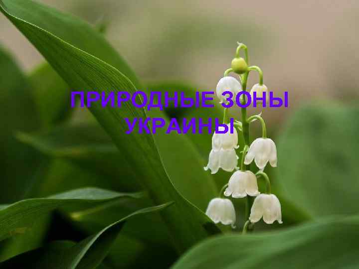 ПРИРОДНЫЕ ЗОНЫ УКРАИНЫ 