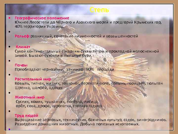        Степь • Географическое положение  Южнее Лесостепи