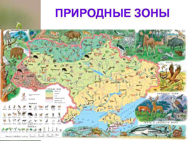 ПРИРОДНЫЕ ЗОНЫ 