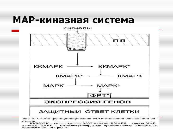 MAP-киназная система 