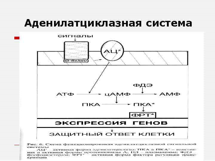 Аденилатциклазная система 
