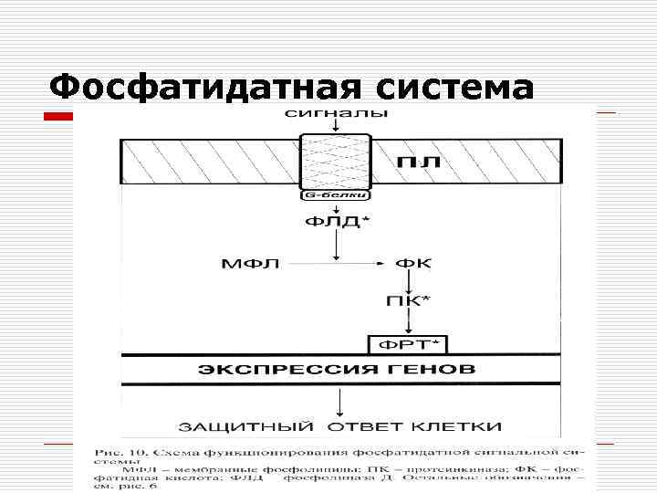 Фосфатидатная система 