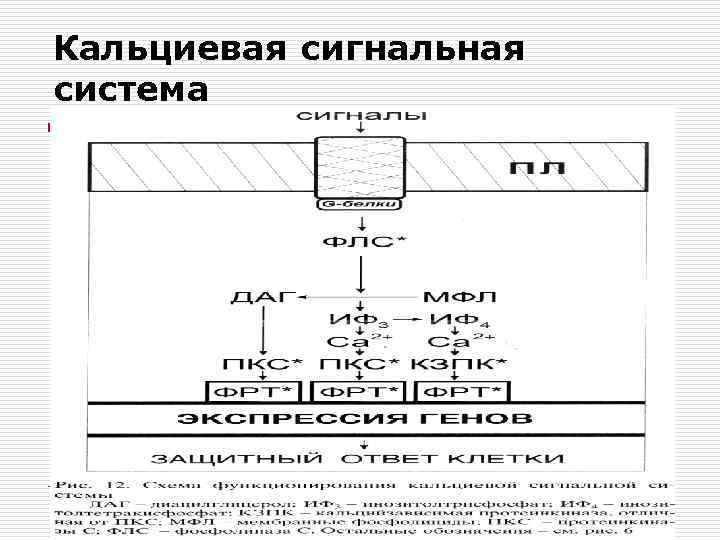 Кальциевая сигнальная система 