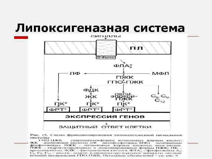 Липоксигеназная система 