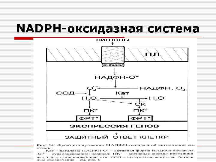 NADPH-оксидазная система 
