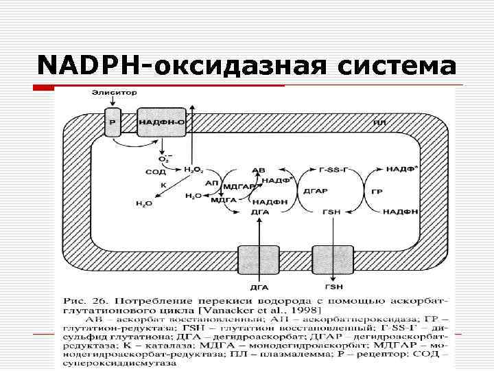 NADPH-оксидазная система 