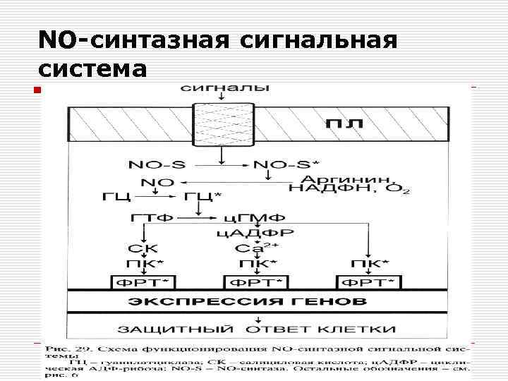 NO-синтазная сигнальная система 