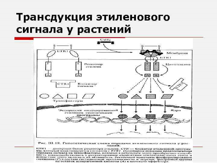 Общая схема трансдукции сигнала