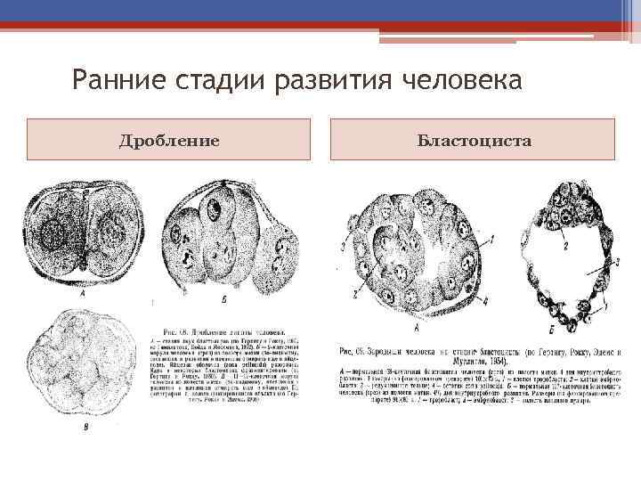 Стадии развития дробление. Стадия бластоцисты. Стадии развитие человека дробление. Бластоциста стадии. Ранняя бластоциста.