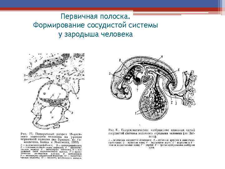 У зародыша птиц стенка органа газообмена и выделения аллантоиса образуется из