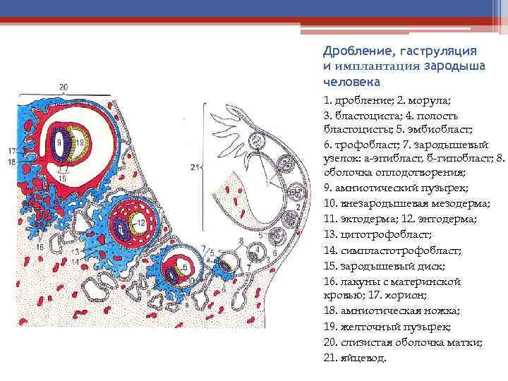 Схема оплодотворения дробления и имплантации у человека