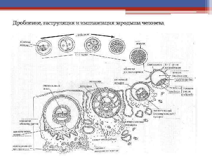 Схема оплодотворения дробления и имплантации у человека