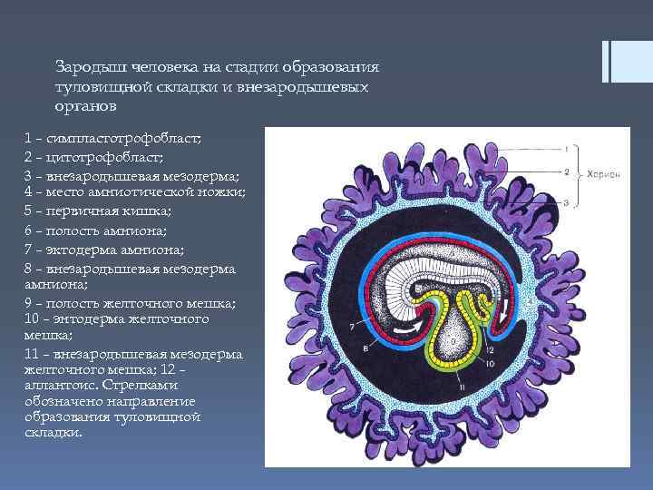   Зародыш человека на стадии образования туловищной складки и внезародышевых органов 1 –