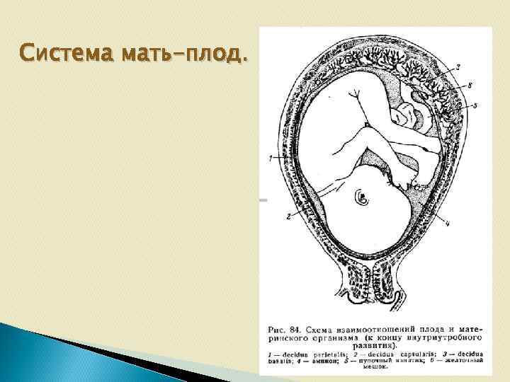 Мам система. Система мать-плацента-плод. Мать плацента плод схема. Рисунок схема мать плацента плод. Функциональная система мать плацента плод.