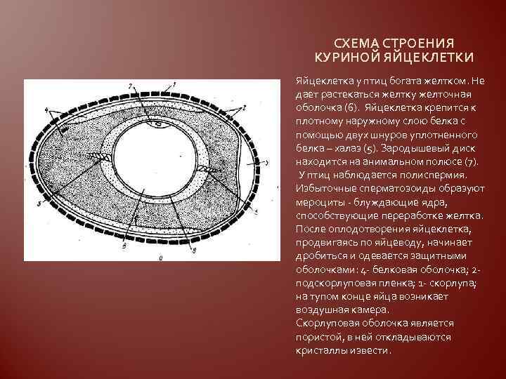 Развитие птиц схема