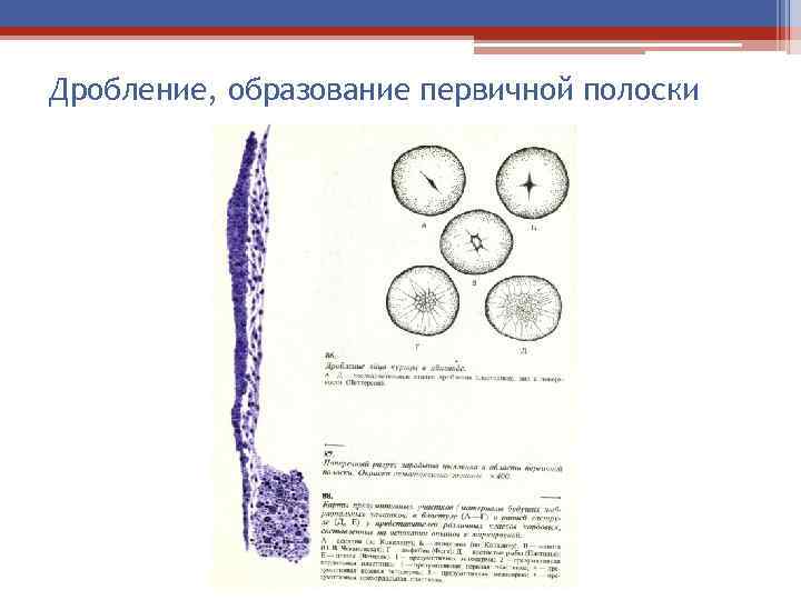 Дробление что образуется. Образование первичной полоски. Образование первичной полоски птиц. Схема первичной полоски. Образование первичной полоски и гензеновского узелка.