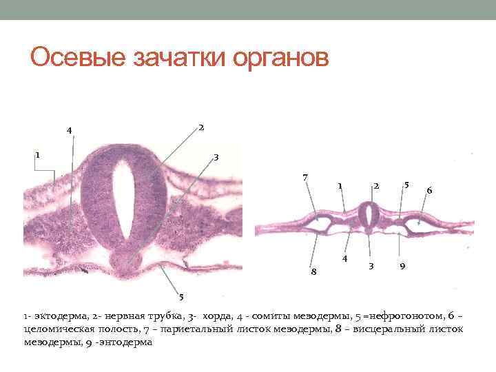 Образование кишечной трубки закладка нервной трубки формирование