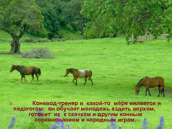     Коневод-тренер в какой-то мере является и педагогом:  он обучает
