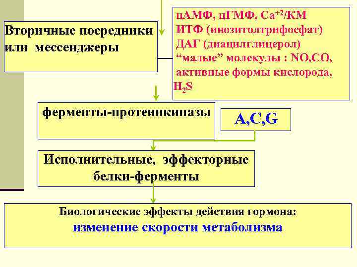     ц. АМФ, ц. ГМФ, Са+2/КМ Вторичные посредники ИТФ (инозитолтрифосфат)
