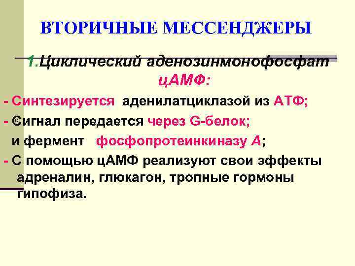   ВТОРИЧНЫЕ МЕССЕНДЖЕРЫ  1. Циклический аденозинмонофосфат   ц. АМФ: - Синтезируется