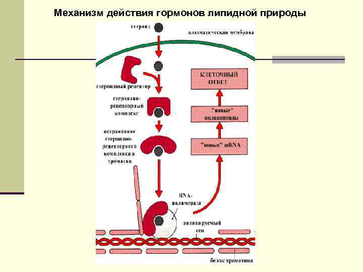 Механизм действия гормонов липидной природы 