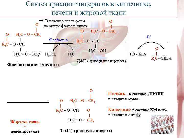    Синтез триацилглицеролов в кишечнике,     печени и жировой