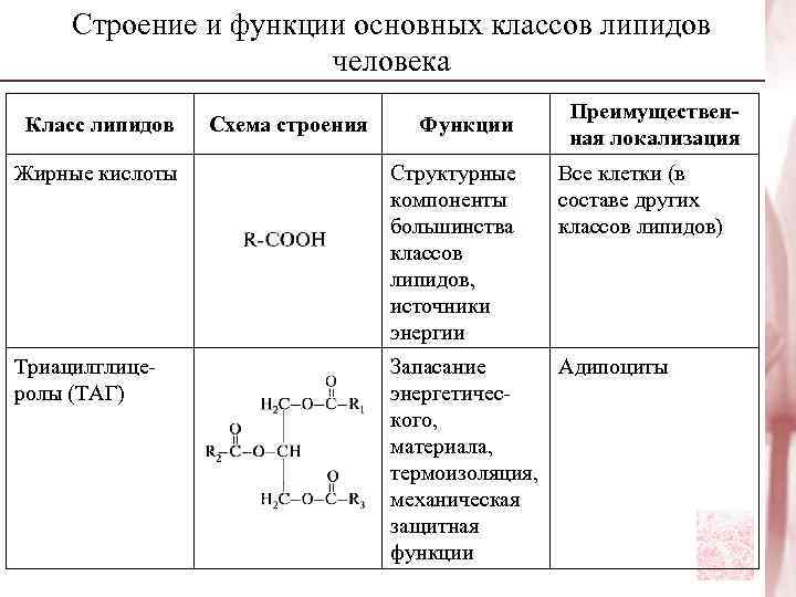  Строение и функции основных классов липидов    человека   