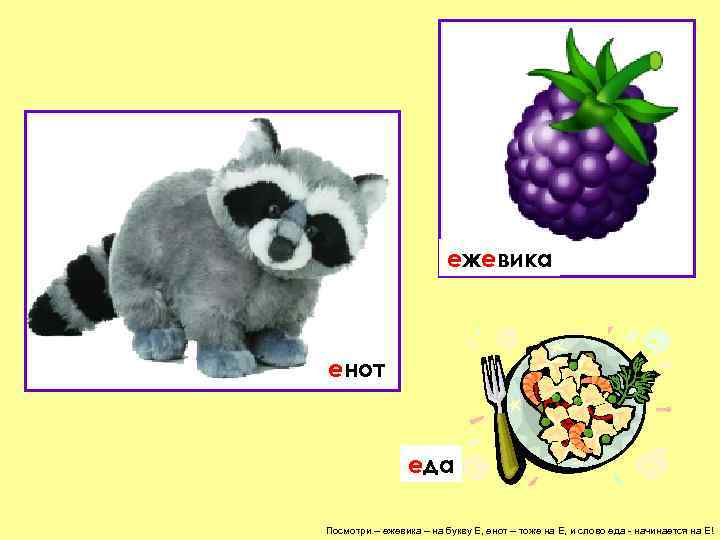      ежевика  енот    еда Посмотри –