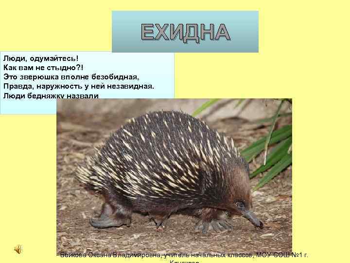       ЕХИДНА Люди, одумайтесь! Как вам не стыдно? !