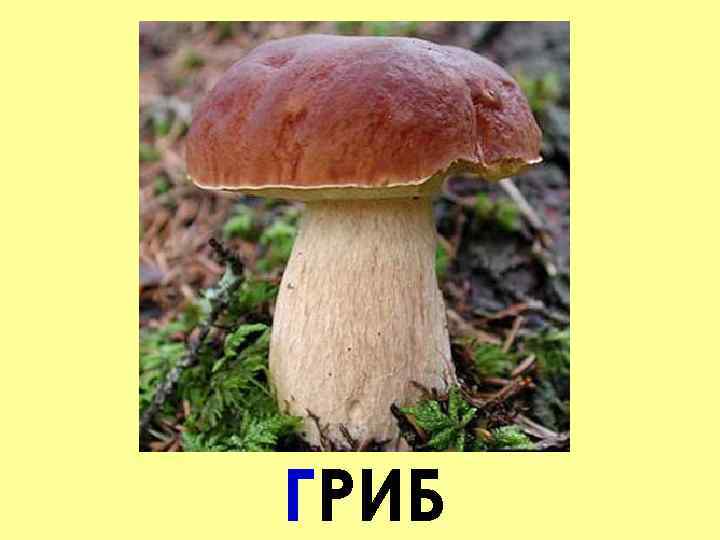 ГРИБ 