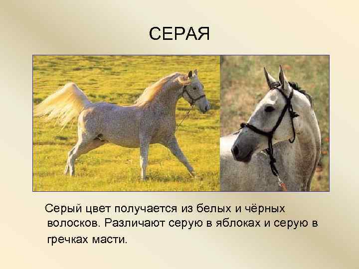     СЕРАЯ  Серый цвет получается из белых и чёрных 