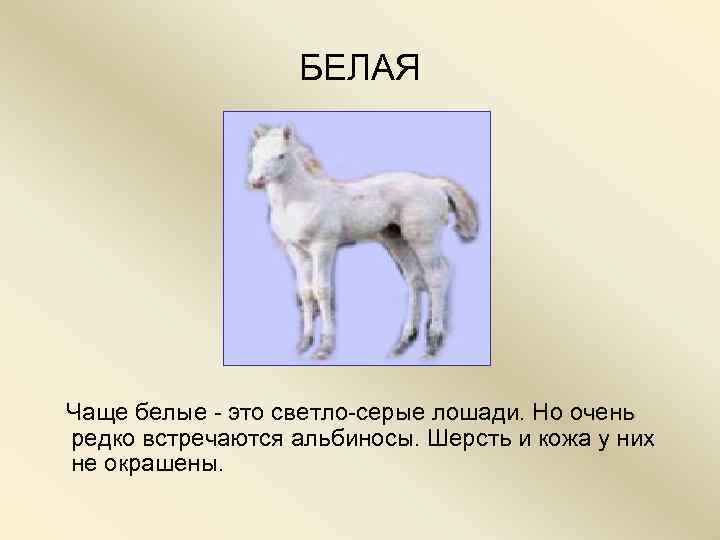      БЕЛАЯ   Чаще белые - это светло-серые лошади.