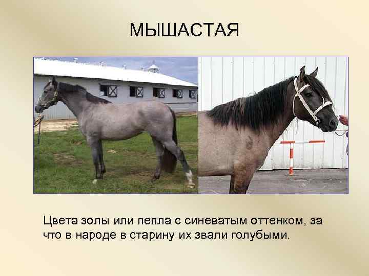    МЫШАСТАЯ Цвета золы или пепла с синеватым оттенком, за что в