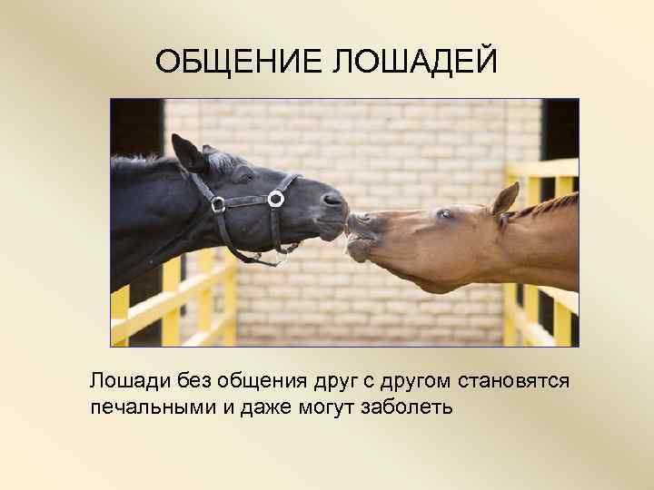   ОБЩЕНИЕ ЛОШАДЕЙ   Лошади без общения друг с другом становятся печальными