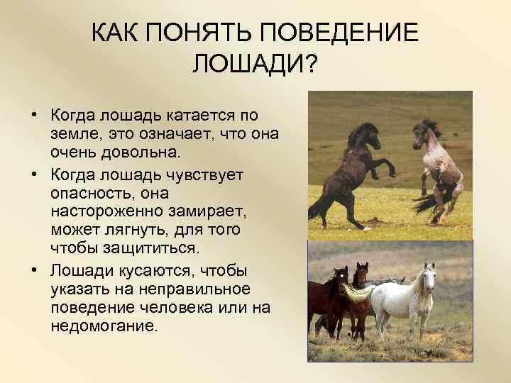   КАК ПОНЯТЬ ПОВЕДЕНИЕ    ЛОШАДИ?  • Когда лошадь катается